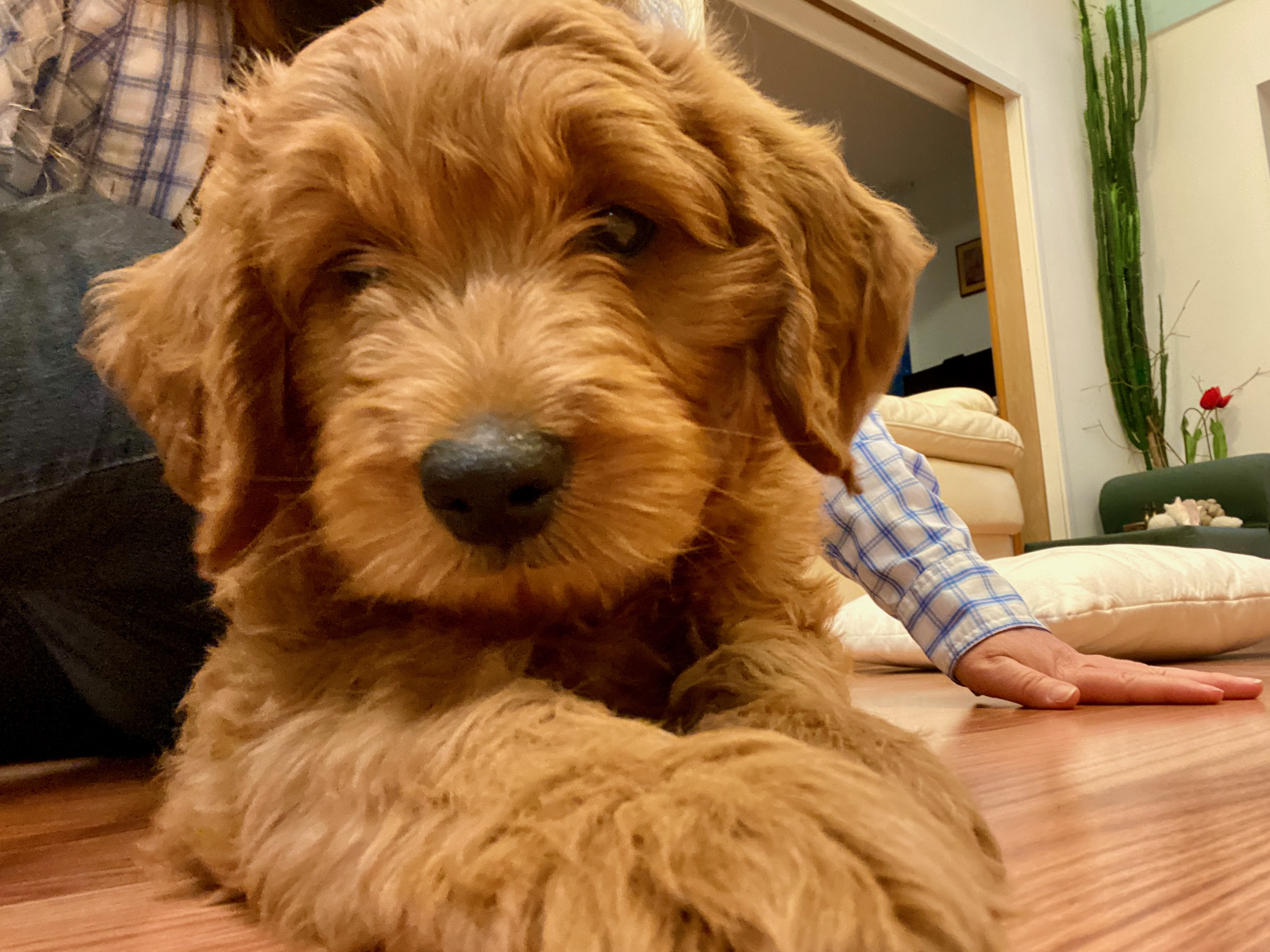 Dorca as a puppy