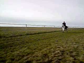 Gallop video