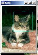 catdetect