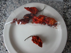Naga Jolokia - Hottest Chili in the World 900,000 Scoville