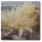C. savignyi