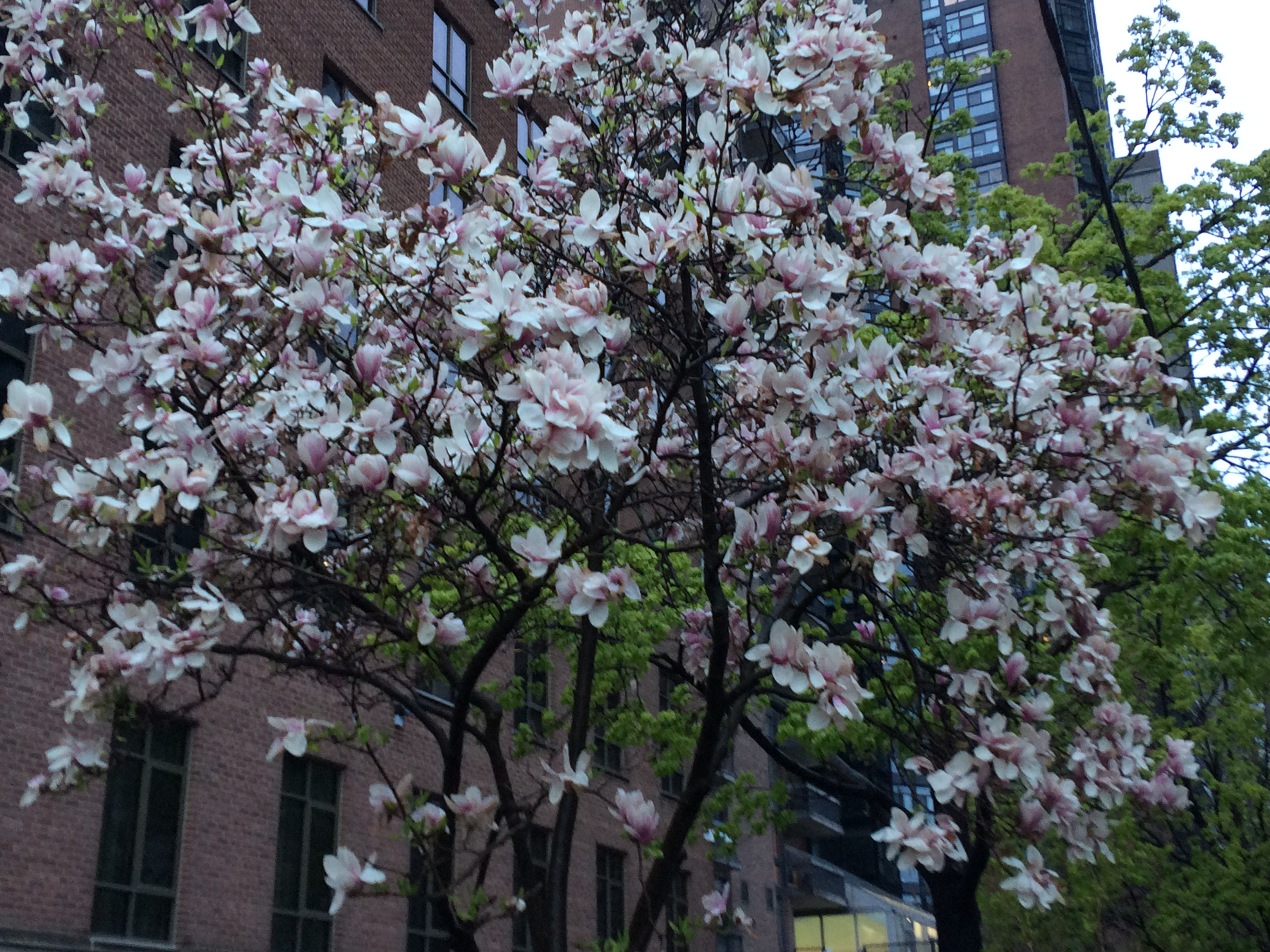 Spring on St George campus