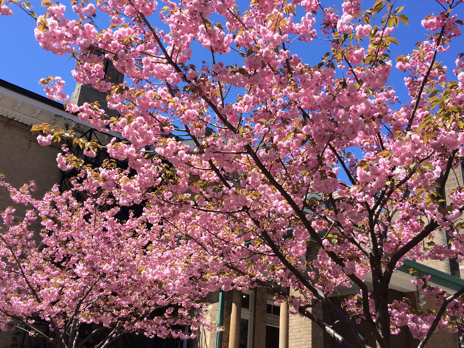 Spring on campus