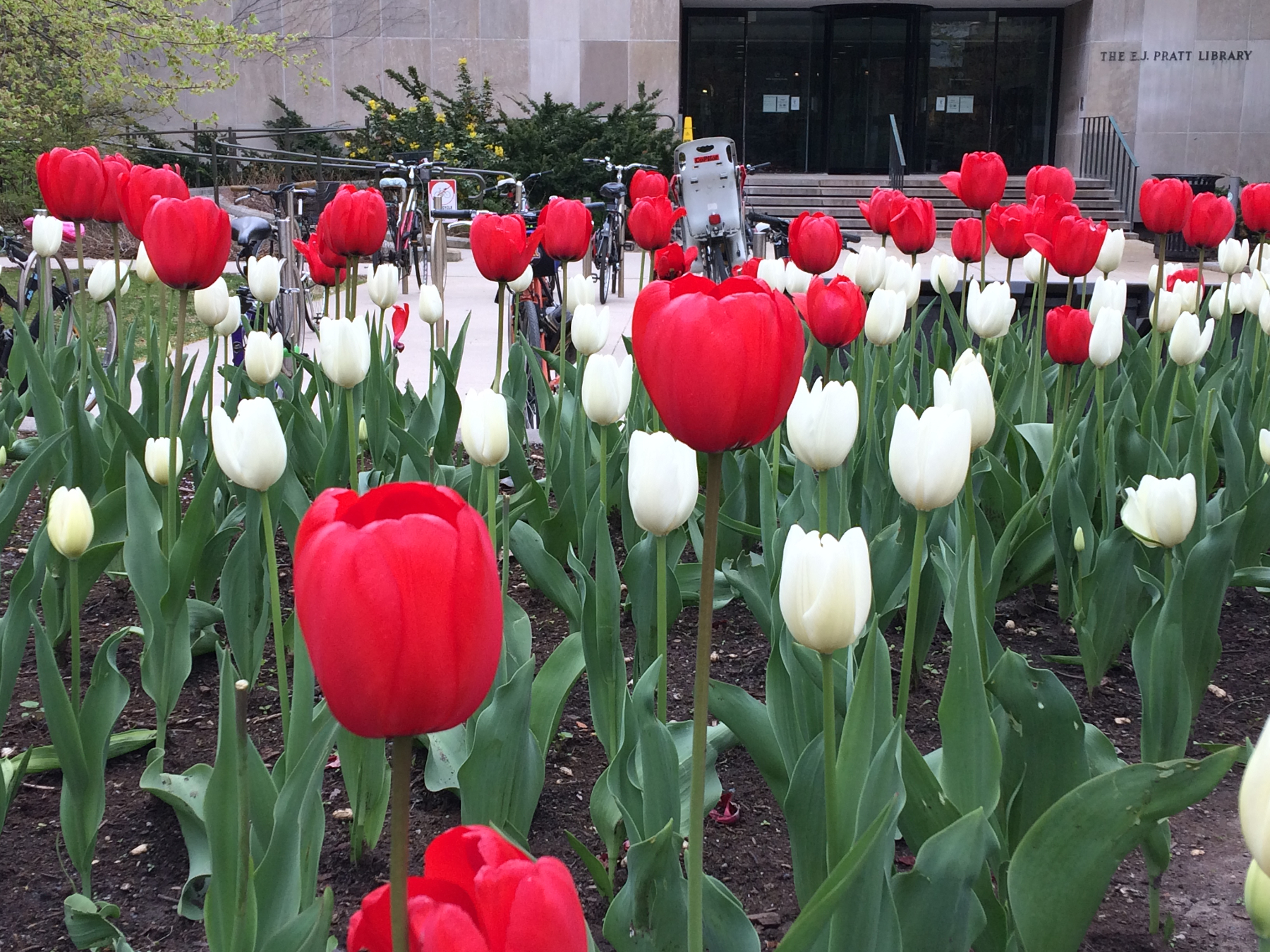 E.J. Pratt Library