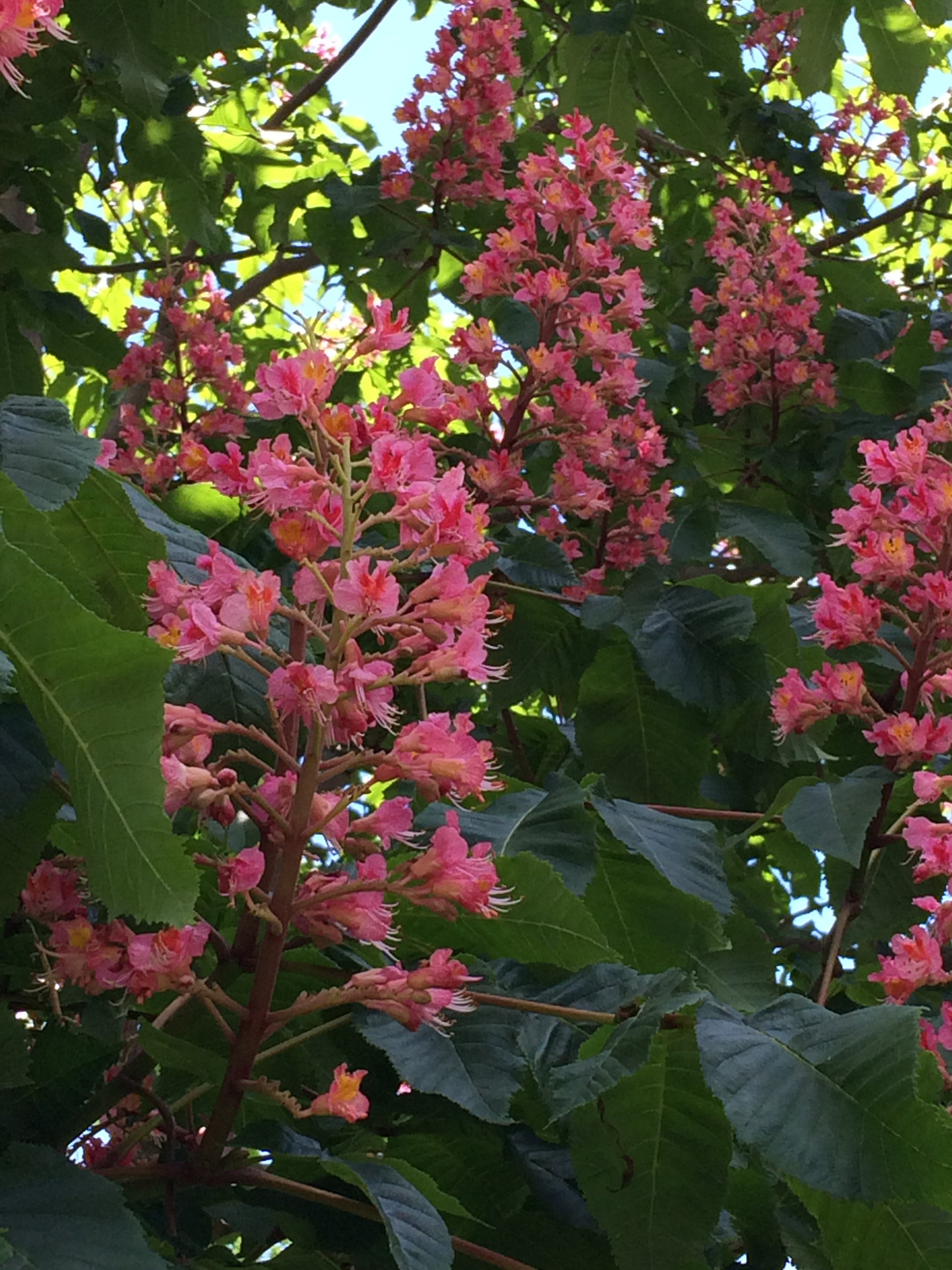 Spring on St George campus