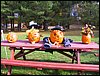 30 - All the pumpkins I.JPG