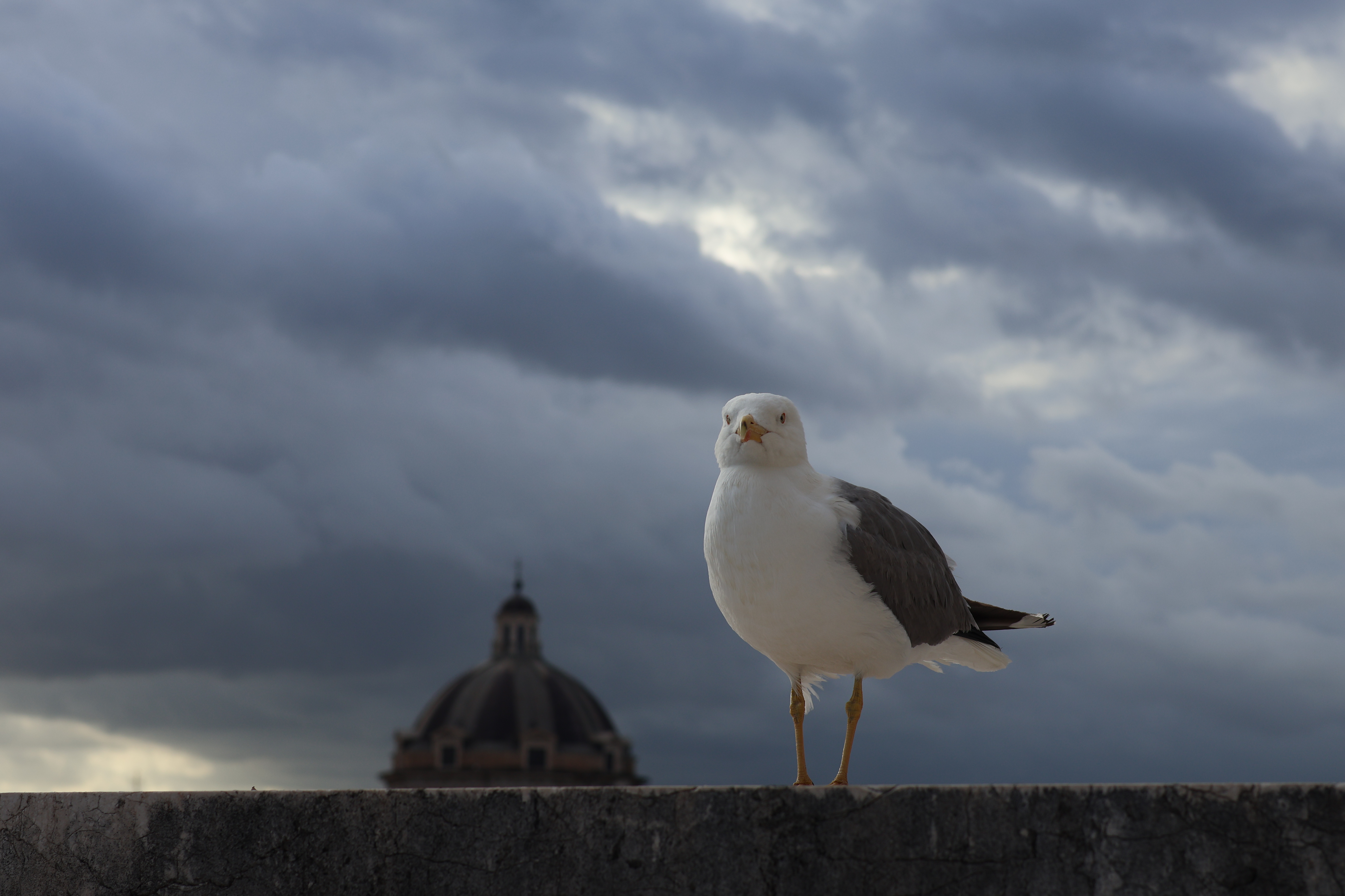 Bird