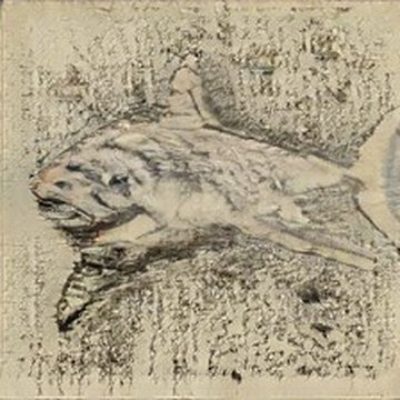 retrieved shark