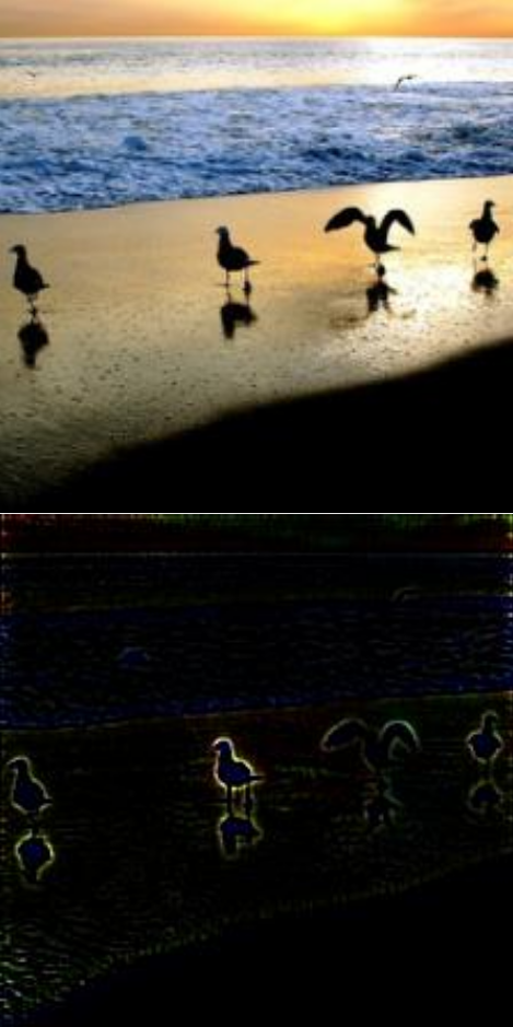 Visualization of the reason a photo with birds was classified as upright