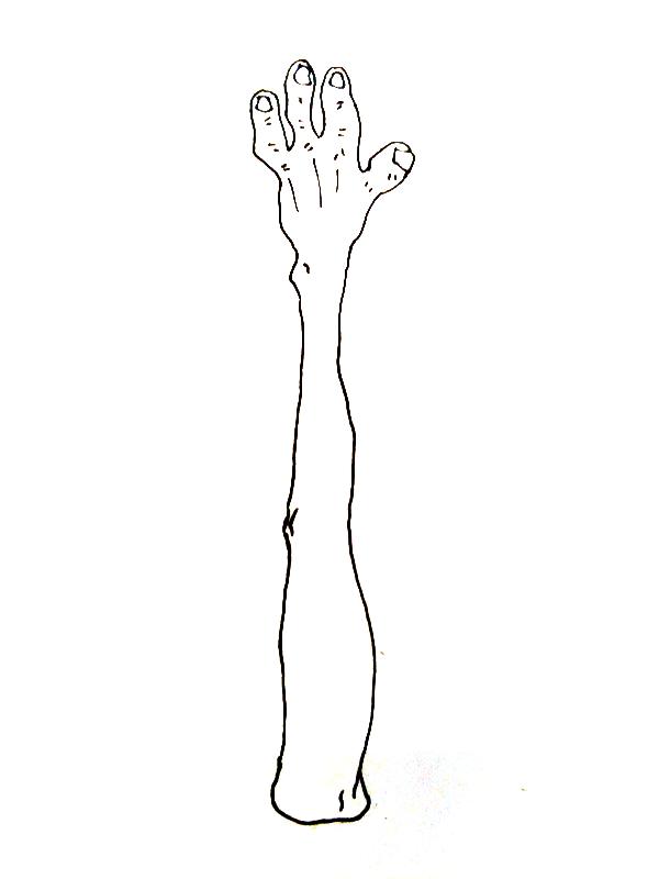 arm curves
