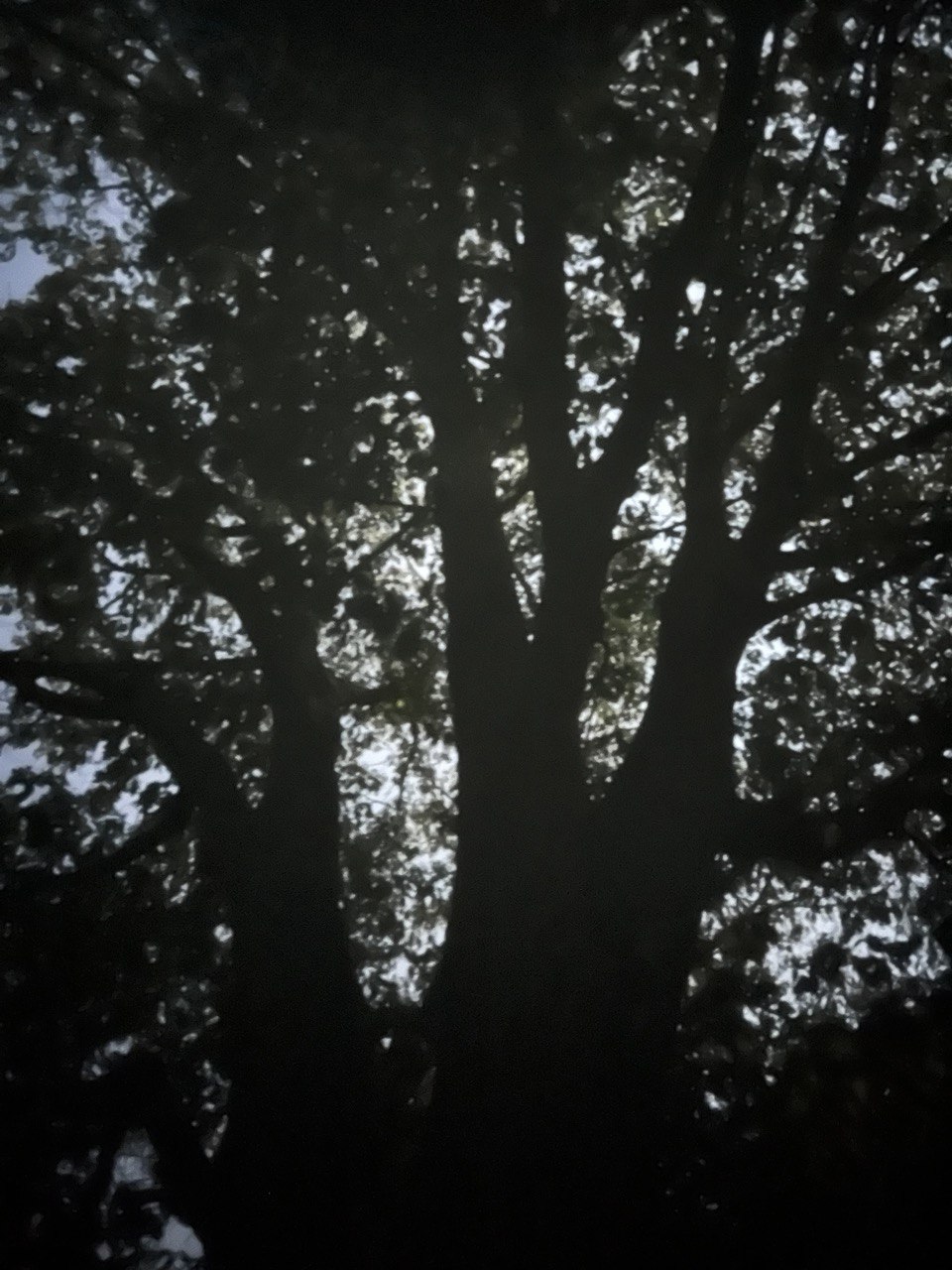Tree 0.1