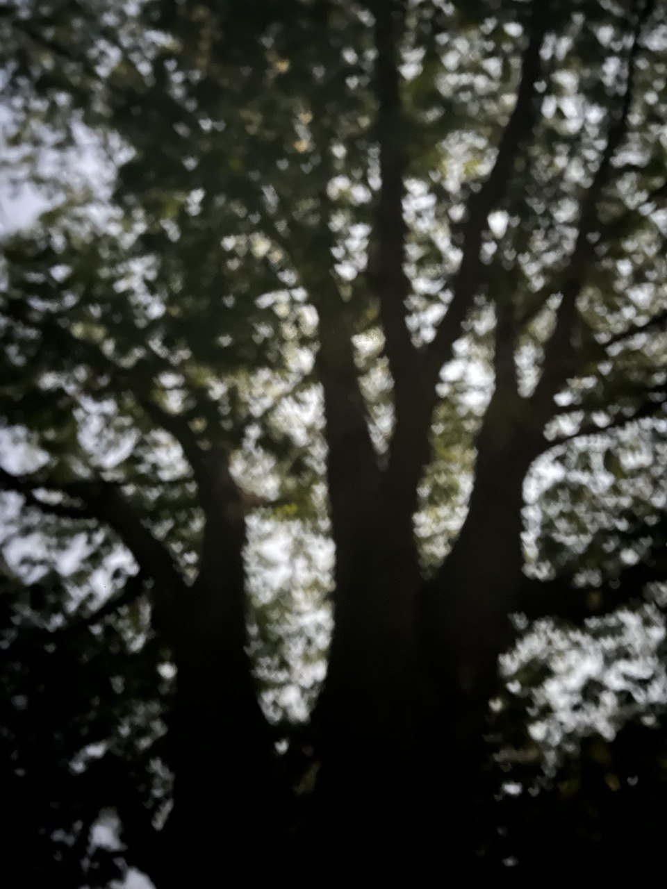 Tree 3