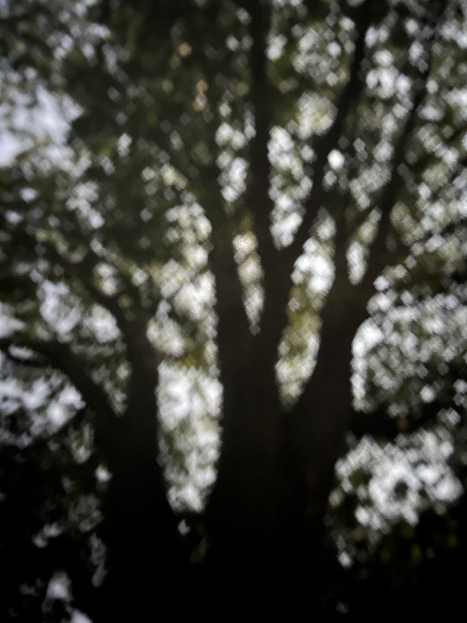 Tree 5